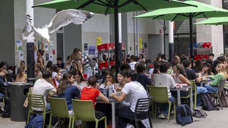 Encuesta: ¿Barcelona debe tomar medidas para controlar la población de gaviotas?