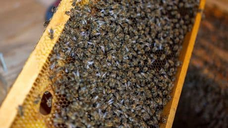 250 million bees on the loose after US truck crash