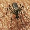 Épidémie chikungunya : de nombreux cas détectés en France métropolitaine