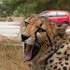 Safaripark Beekse Bergen scheidt bezoekers van cheeta's na gevaarlijke situaties