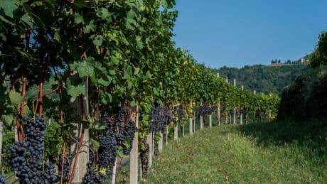 Vino, rimbalzo della vendemmia trainata dal Sud (dopo due anni di produzione in calo)