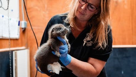 De otter is terug. In deze opvang helpen ze verweesde ottertjes van hun watervrees af