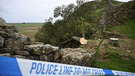 Sycamore Gap 'drunken stunt' cost to taxpayer revealed as 'moronic' duo jailed