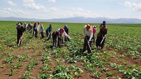 Manisa'da tarım işçilerinin günlük yevmiyesi belli oldu: 1500 TL'yi bulan var