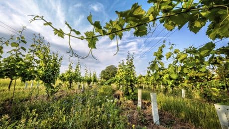 Wieso aus Carnuntum einer der feinsten Rotweine Österreichs kommt
