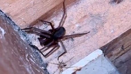 Es krabbelt in jeder  Ritze - Spinnen-Alarm im Hotelzimmer