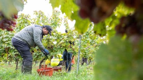 Globale Erwärmung: Europas Klimaflüchtlinge sind bald ... Weinbauern?!