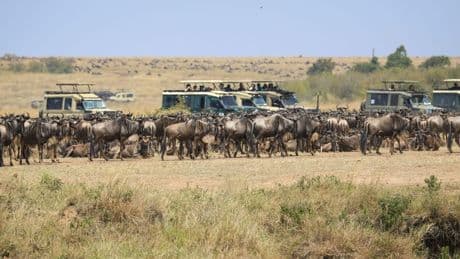 Spektakuläre Wanderung der Gnus - Sorge vor Übertourismus