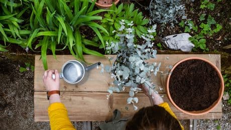 Ungebetene Gäste: Zwei Gerüche halten Gartenschläfer fern