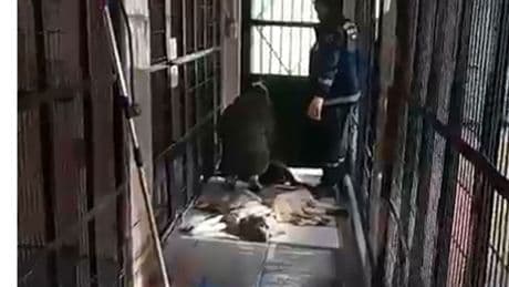 Bursa'da barınakta hayvan katliamı iddiasına tepki