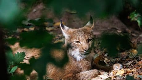 Achter Luchs im Schwarzwald: Das ist Martins Aufgabe