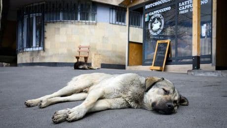Straßenhunde liegen im Trend: Import von Hunden - Wohnungsknast statt Straßenglück?