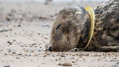 Popular toy set to be banned from another beach over fears it is killing wildlife