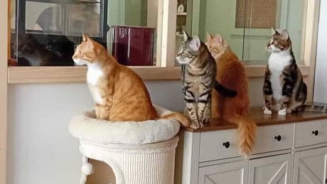 Exklusiver Besuch vorab: Katzencafé „Schnurrpuccino“ öffnet in Wipperfürth seine Türen