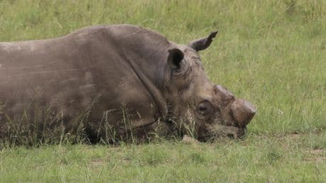 Afrique du Sud: l'écornage des rhinocéros contribue à réduire fortement le braconnage, selon une étude