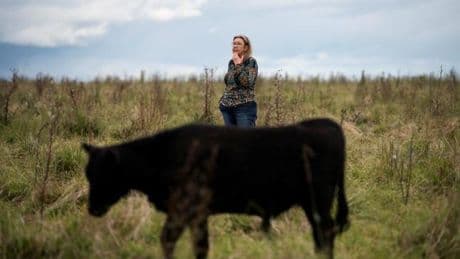 L’affaire des “vaches fantômes” qui secoue l’Uruguay