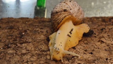 Tierheim Bremen: Größte Schnecken der Welt ausgesetzt – wer kann helfen?