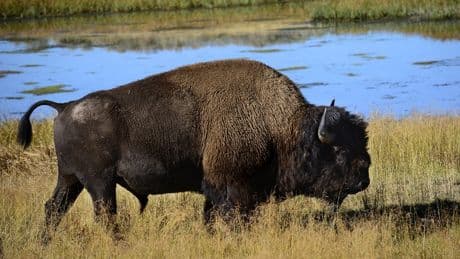 Florida man gored by bison at Yellowstone National Park