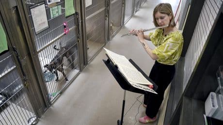 Flutes for Fido: Volunteers play music to soothe shelter animals