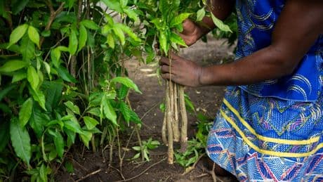 L'iboga, une plante sacrée au Gabon et un remède convoité