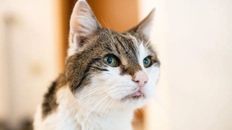 Im verschlossenen Rucksack: Kater ausgesetzt – Mann zu Geldstrafe verurteilt