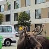 The adventures of Emil the moose keep a corner of Austria on its toes