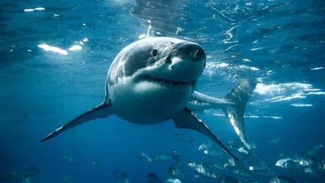 Senate committee passes bill that aims to stop sharks stealing fish from anglers