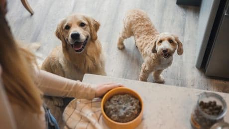 Listen Up Dog Owners – We've Found The Best Personalised Pet Food On The Market