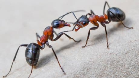 Ant smuggling into the US is out of control since Trump’s cuts – and it could have dire impacts on the country