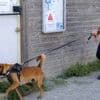 Radhja, le chien de la police d’Angers à l’origine d’une des plus grosses saisies d’argent en France