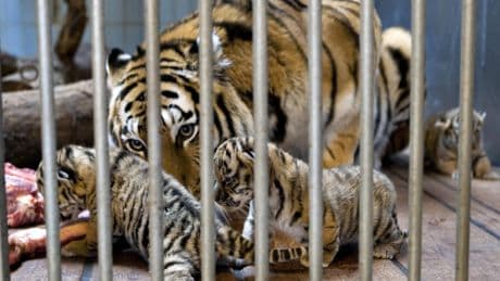 A zoo in Denmark asked patrons to donate their pets. Not as attractions, but for food