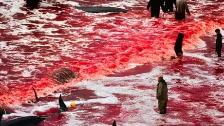 Sea turns red with blood as dozens of dolphins slaughtered to death in hunt