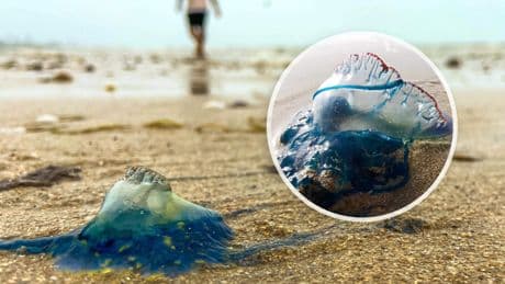’Horrorkwal’ bedreigt stranden in Zuid-Europa: ’Ga zo snel mogelijk het water uit’