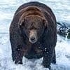 Bigger than the average bear! Greedy grizzlies are celebrated as Fat Bear Week announces this year's most impressive beasts preparing to enter hibernation