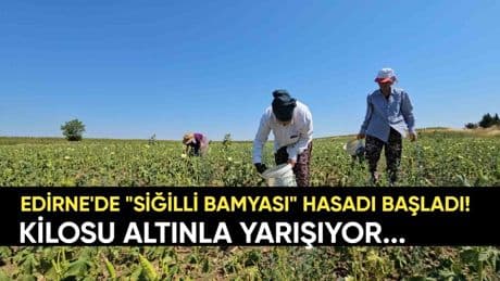 Edirne'de başladı: Sır gibi saklanan "Siğilli Bamyası" hasadı! Kilosu altın değerinde ama alıcısı çok