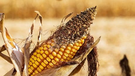 Agroterrorismo dall’Oriente: la guerra invisibile passa dai laboratori
