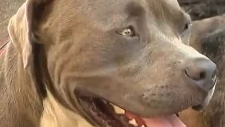 'Life saver' hero dog leads stranger to two unconscious people in park