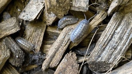 Insektenhotel in Köln: Unternehmen bauen Rückzugsort für Artenvielfalt