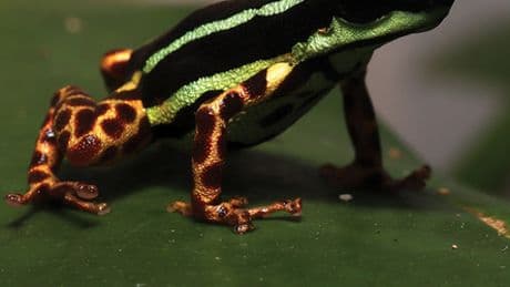 Brasilien: Dieser Pfeilgiftfrosch vom Amazonas trägt Leopardenmuster