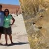 Rijke zakenman verscheurd door zeldzame woestijnleeuw tijdens safari in Namibië: man spendeerde fortuin aan bescherming dieren