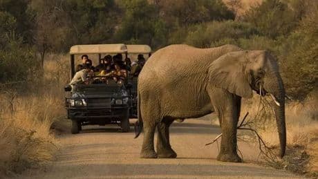 'Much-loved' Brit teacher trampled to death by elephant on Africa safari identified