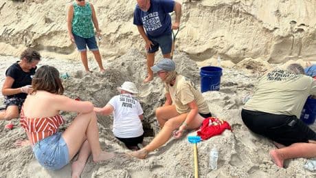 Hurricane Erin never hit land or caused major damage, but endangered turtle nests weren't so lucky