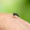 Chikungunya, dengue : les cas de maladies transmises par moustiques tigres augmentent en métropole