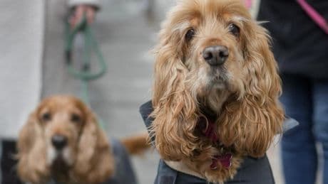 Doggodaiily, la scoperta del profondo legame tra i cani e i loro padroni