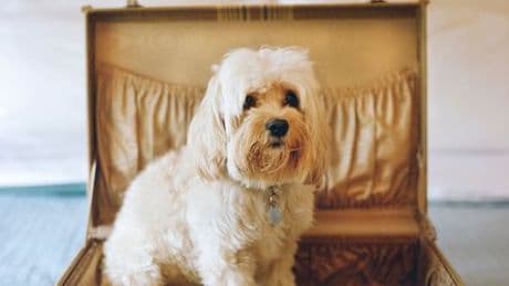 Urlaubsbetreuung für Hunde: Tiertherapeutin gibt Tipps für eine stressfreie Unterbringung