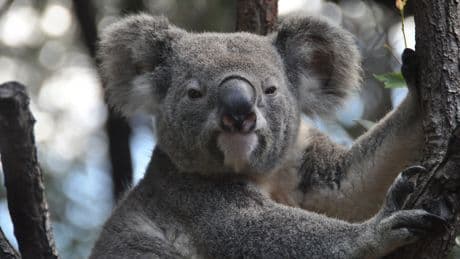 Una epidemia de clamidia amenaza con exterminar a los koalas australianos