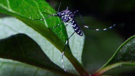 La chasse au moustique-tigre est lancée en Auvergne-Rhône-Alpes face à la recrudescence de virus tropicaux importés