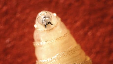 The U.S. confirms its 1st human case of New World screwworm. What is it?