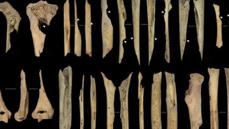En Espagne, des preuves de cannibalisme à travers les âges sur le site archéologique d’Atapuerca