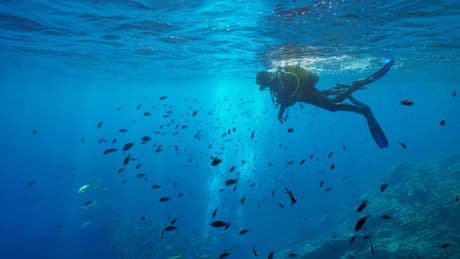 Bucear con guía reduce un 85% el impacto sobre la biodiversidad de las Medes